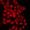 Neural Precursor Cell Expressed, Developmentally Down-Regulated 9 antibody, orb412111, Biorbyt, Immunofluorescence image 