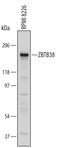 Zinc Finger And BTB Domain Containing 38 antibody, AF5784, R&D Systems, Western Blot image 