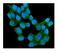 RAB11B, Member RAS Oncogene Family antibody, M04526, Boster Biological Technology, Immunofluorescence image 