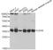 Lactate Dehydrogenase A antibody, STJ24386, St John