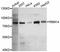RNA Binding Motif Protein 14 antibody, abx127031, Abbexa, Western Blot image 