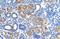 Fatty Acid Hydroxylase Domain Containing 2 antibody, 29-788, ProSci, Immunohistochemistry frozen image 
