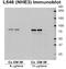 Sodium/hydrogen exchanger 3 antibody, LS-C229723, Lifespan Biosciences, Western Blot image 