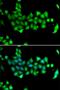 Heat Shock Protein Family A (Hsp70) Member 14 antibody, PA5-77137, Invitrogen Antibodies, Immunofluorescence image 