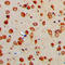 Endoplasmic Reticulum Aminopeptidase 1 antibody, LS-C353472, Lifespan Biosciences, Immunohistochemistry paraffin image 