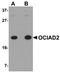 OCIA Domain Containing 2 antibody, orb75302, Biorbyt, Western Blot image 