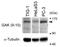 Cyclin G Associated Kinase antibody, GTX00874, GeneTex, Western Blot image 