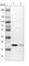 ADP-ribosylation factor-like protein 10B antibody, HPA038759, Atlas Antibodies, Western Blot image 