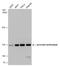 PCB antibody, GTX132002, GeneTex, Western Blot image 