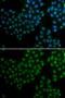SRY-Box 2 antibody, GTX32891, GeneTex, Immunofluorescence image 