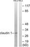 Claudin 1 antibody, LS-C118352, Lifespan Biosciences, Western Blot image 