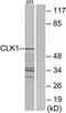 CDC Like Kinase 1 antibody, TA313632, Origene, Western Blot image 