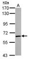 U2 Small Nuclear RNA Auxiliary Factor 2 antibody, NBP2-20775, Novus Biologicals, Western Blot image 