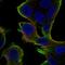 HCNP antibody, HPA063904, Atlas Antibodies, Immunofluorescence image 
