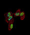 Zinc Finger Protein 202 antibody, abx034508, Abbexa, Immunocytochemistry image 