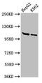 Helicase Like Transcription Factor antibody, LS-C673583, Lifespan Biosciences, Western Blot image 