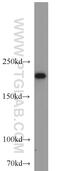 Small Nuclear Ribonucleoprotein U5 Subunit 200 antibody, 23875-1-AP, Proteintech Group, Western Blot image 