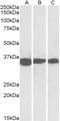 Glutathione Peroxidase 1 antibody, 43-088, ProSci, Enzyme Linked Immunosorbent Assay image 