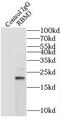 Putative RNA-binding protein 3 antibody, FNab07174, FineTest, Immunoprecipitation image 