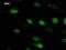 Nuclear factor related to kappa-B-binding protein antibody, LS-C342556, Lifespan Biosciences, Immunofluorescence image 