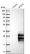 Stathmin 3 antibody, NBP1-80779, Novus Biologicals, Western Blot image 