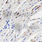 p38 antibody, A2441, ABclonal Technology, Immunohistochemistry paraffin image 