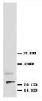 HDJ1 antibody, AP23271PU-N, Origene, Western Blot image 