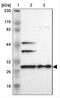 FKBP Prolyl Isomerase 3 antibody, NBP1-87929, Novus Biologicals, Western Blot image 