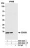 Cytochrome C Oxidase Subunit 5B antibody, A305-524A, Bethyl Labs, Immunoprecipitation image 