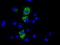 Cytochrome C Oxidase Subunit 6A1 antibody, TA501398S, Origene, Immunofluorescence image 