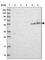 Chromosome 16 Open Reading Frame 70 antibody, HPA041214, Atlas Antibodies, Western Blot image 