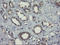 COMM domain-containing protein 1 antibody, LS-C337776, Lifespan Biosciences, Immunohistochemistry paraffin image 