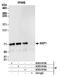 Nuclear Transcription Factor, X-Box Binding 1 antibody, A303-913A, Bethyl Labs, Immunoprecipitation image 