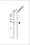 Heme Binding Protein 2 antibody, 56-903, ProSci, Western Blot image 