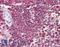 Rho-GDI beta antibody, LS-C139611, Lifespan Biosciences, Immunohistochemistry frozen image 