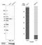 TRIO And F-Actin Binding Protein antibody, HPA003747, Atlas Antibodies, Western Blot image 