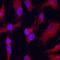 BMP-binding endothelial regulator protein antibody, AF1956, R&D Systems, Immunofluorescence image 