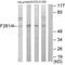 6PF-2-K/Fru-2,6-P2ase 1 antibody, PA5-49832, Invitrogen Antibodies, Western Blot image 