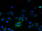 Ring Finger Protein 24 antibody, A60650-100, Epigentek, Immunofluorescence image 