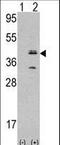 Mevalonate Kinase antibody, LS-C100947, Lifespan Biosciences, Western Blot image 