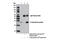 S-tag epitope tag antibody, 12774S, Cell Signaling Technology, Immunoprecipitation image 