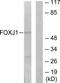 Forkhead Box J1 antibody, TA313877, Origene, Western Blot image 