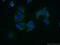Abraxas 1, BRCA1 A Complex Subunit antibody, 14366-1-AP, Proteintech Group, Immunofluorescence image 