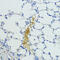 Kallikrein B1 antibody, 14-918, ProSci, Immunohistochemistry paraffin image 