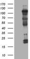 Ubiquitin Like With PHD And Ring Finger Domains 2 antibody, CF810202, Origene, Western Blot image 