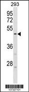 HORMA Domain Containing 1 antibody, 59-989, ProSci, Western Blot image 