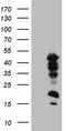 ICER antibody, TA812012, Origene, Western Blot image 