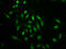H12 antibody, LS-C670353, Lifespan Biosciences, Immunofluorescence image 