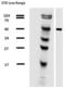 alpha-Tubulin antibody, LS-C112493, Lifespan Biosciences, Western Blot image 