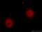 Heterogeneous Nuclear Ribonucleoprotein L antibody, 18354-1-AP, Proteintech Group, Immunofluorescence image 